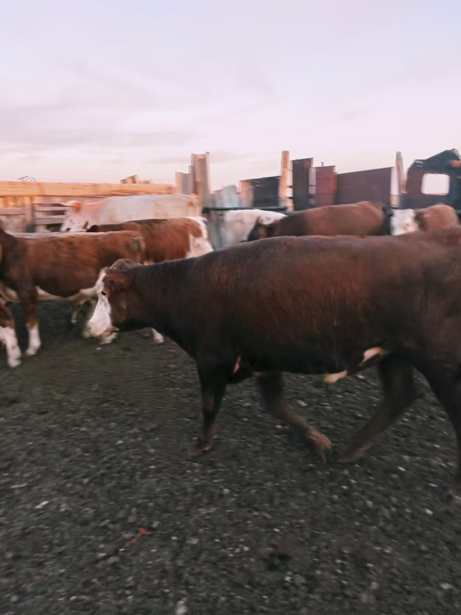 Kazakh White-headed cow
