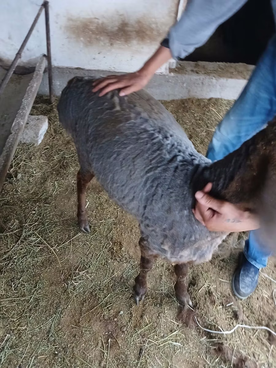 Hissar sheep