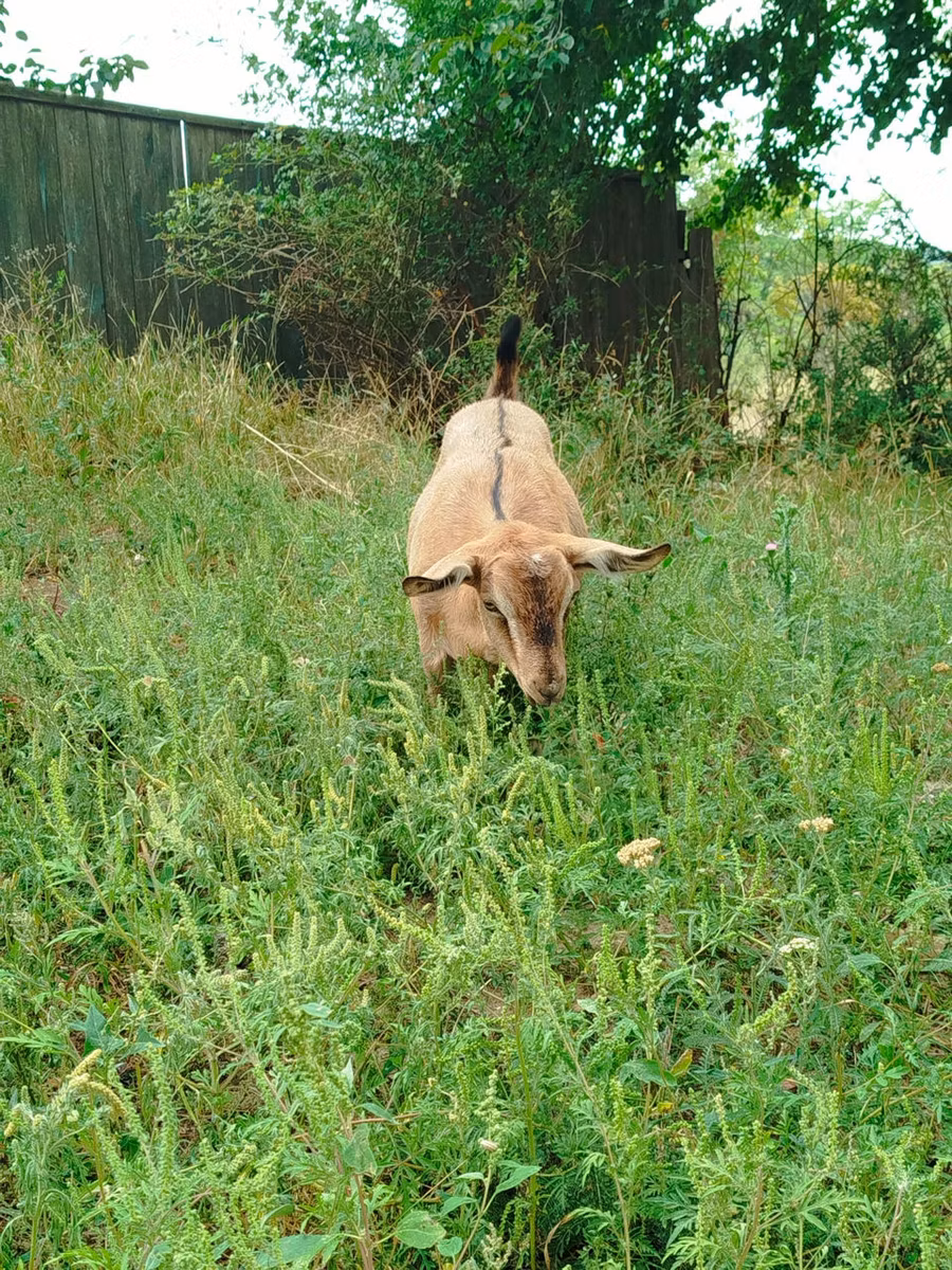 Saanen goat