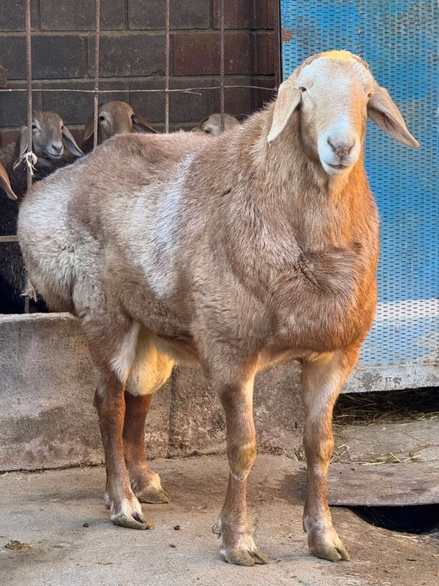 Edilbay sheep