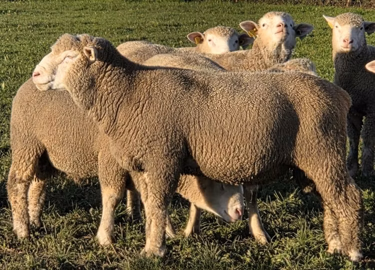 Ile-de-France sheep