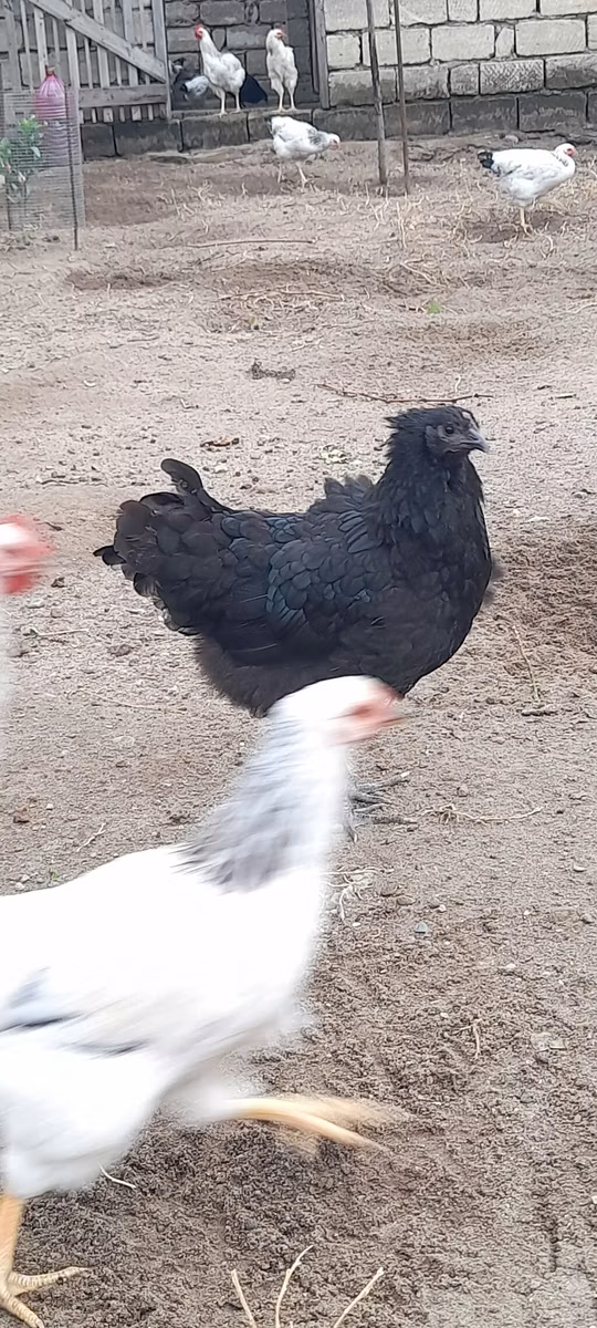 Avstraliya Pit Game quşu
