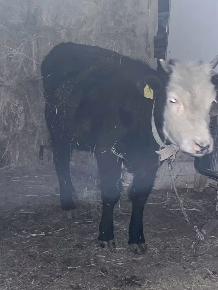 Kazakh White-headed cow