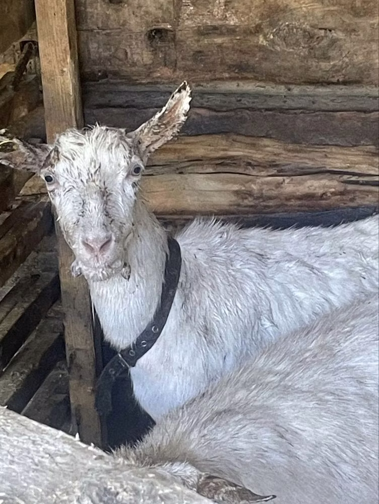 Saanen goat