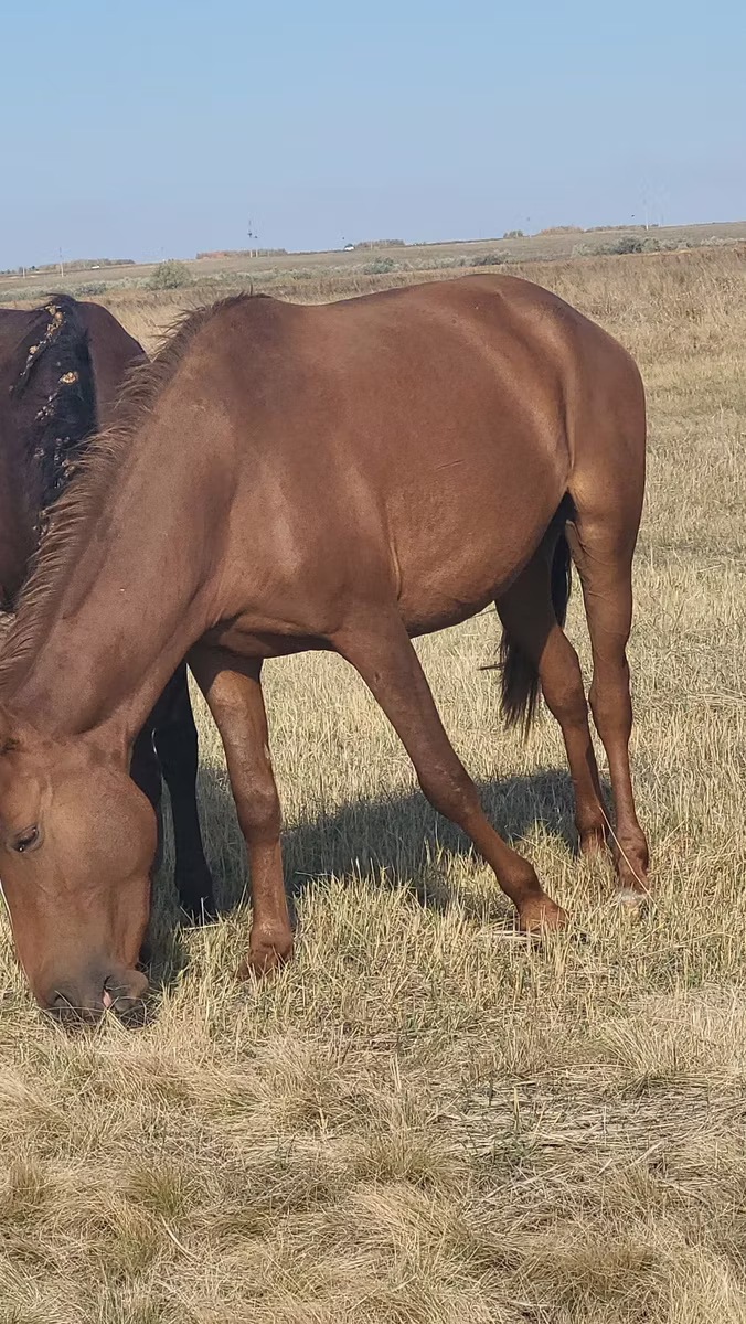 Horse breed