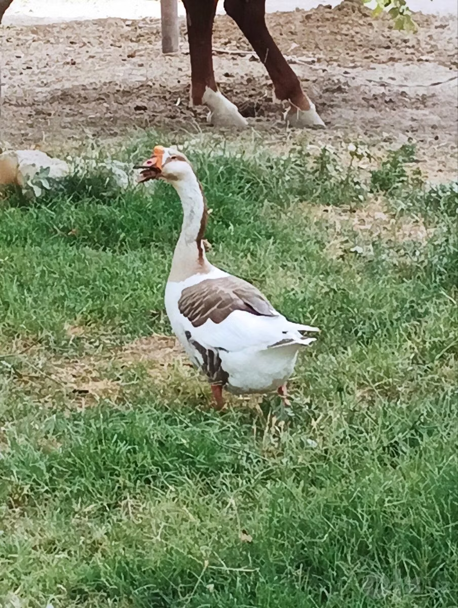 Čínské