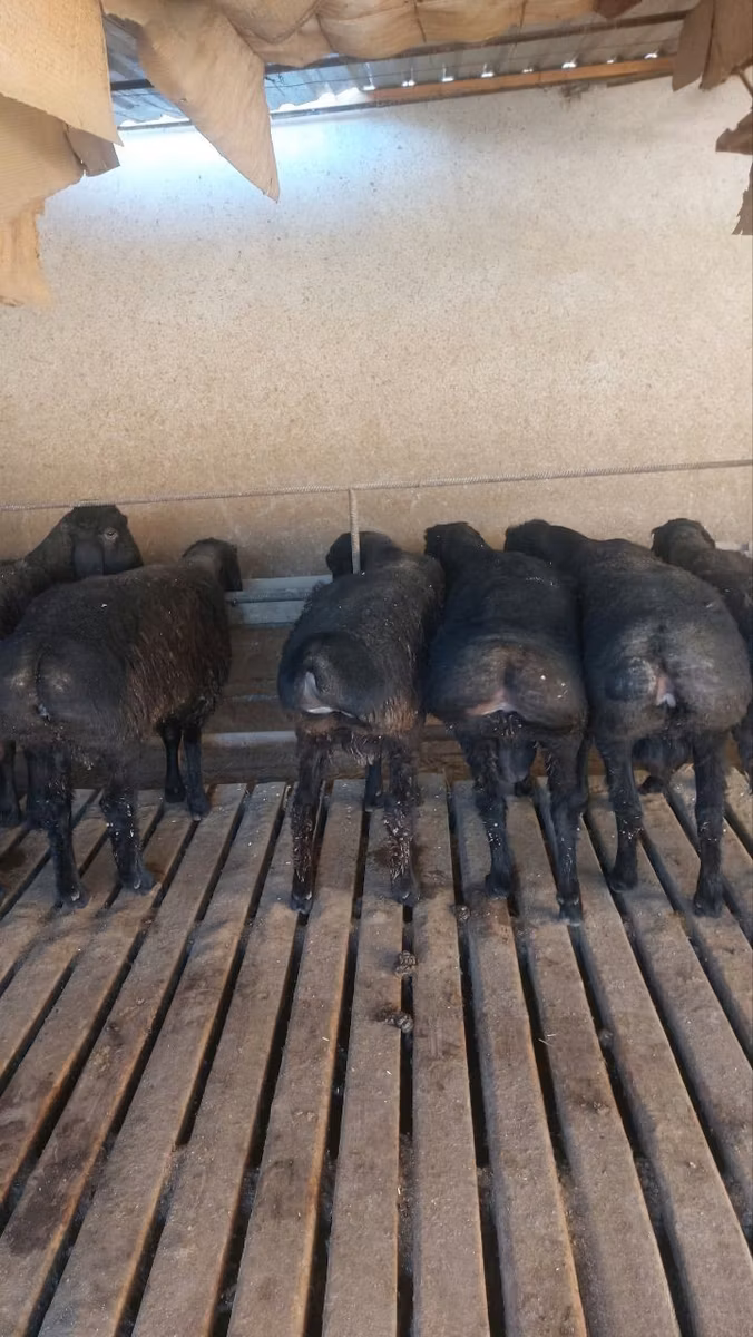 Bardhoka sheep