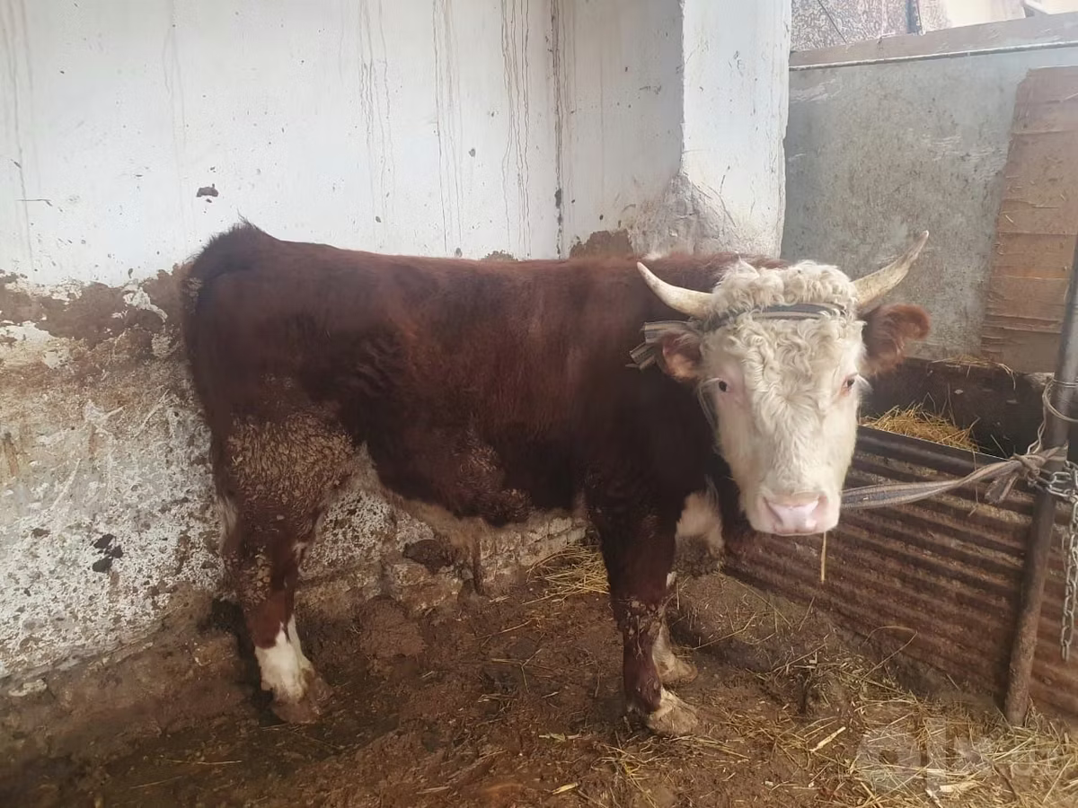 Hereford