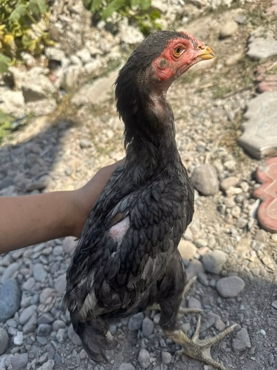 Derbişir Qırmızı Toppalı