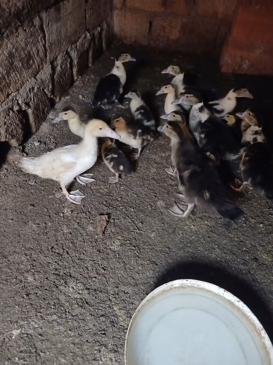 Německý pekin