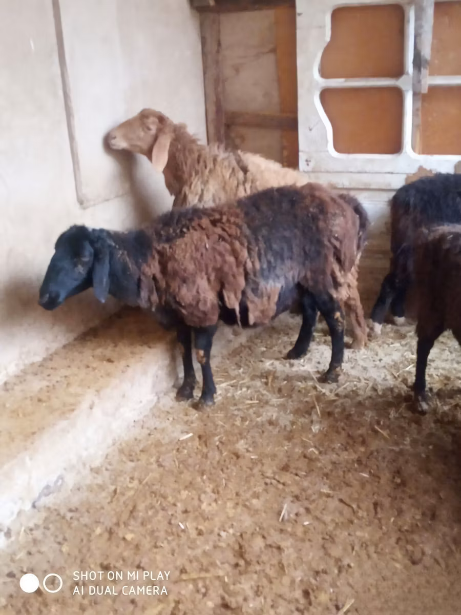 Jaidara sheep