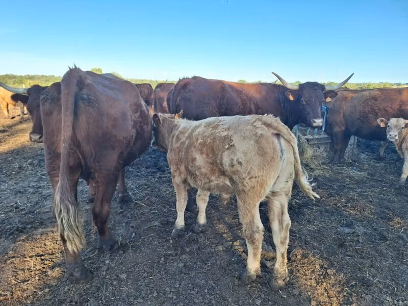 Salers cattle