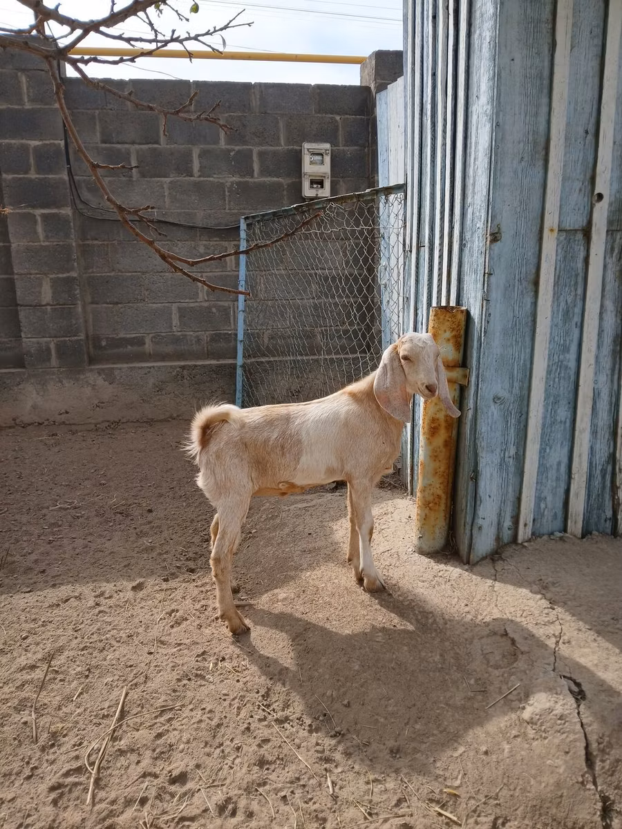 Kamori goats