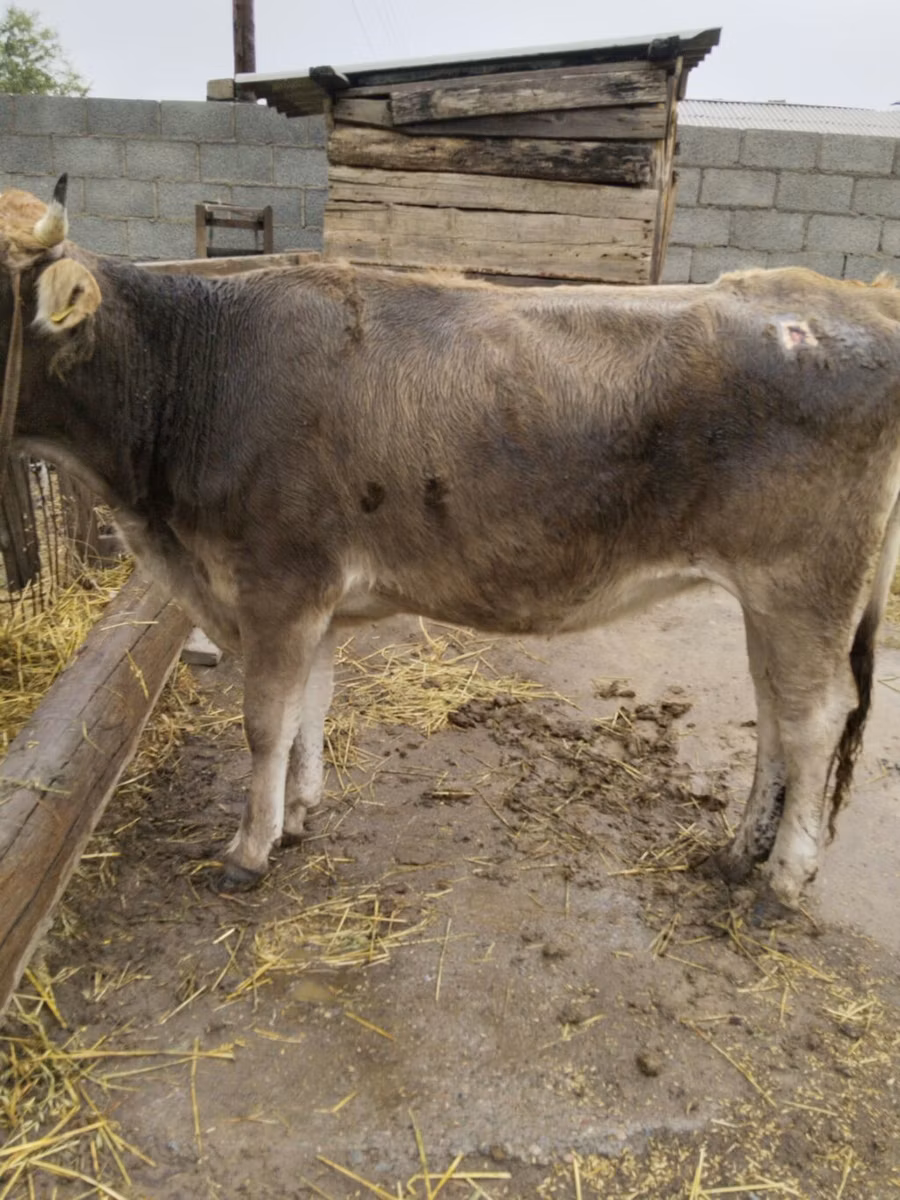 Swiss cattle