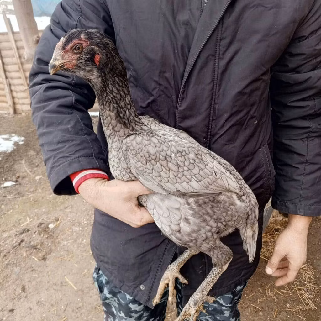 Derbişir Qırmızı Toppalı