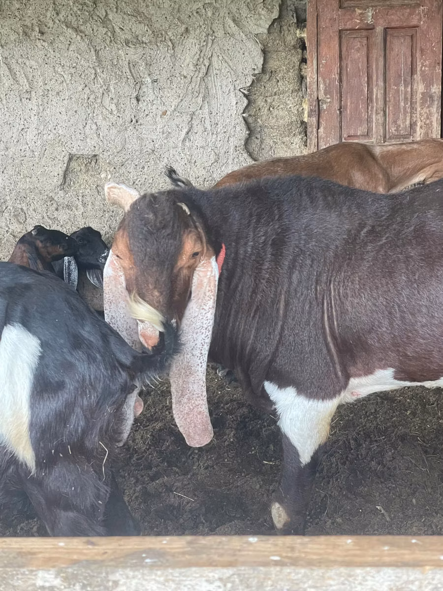 Kamori goats