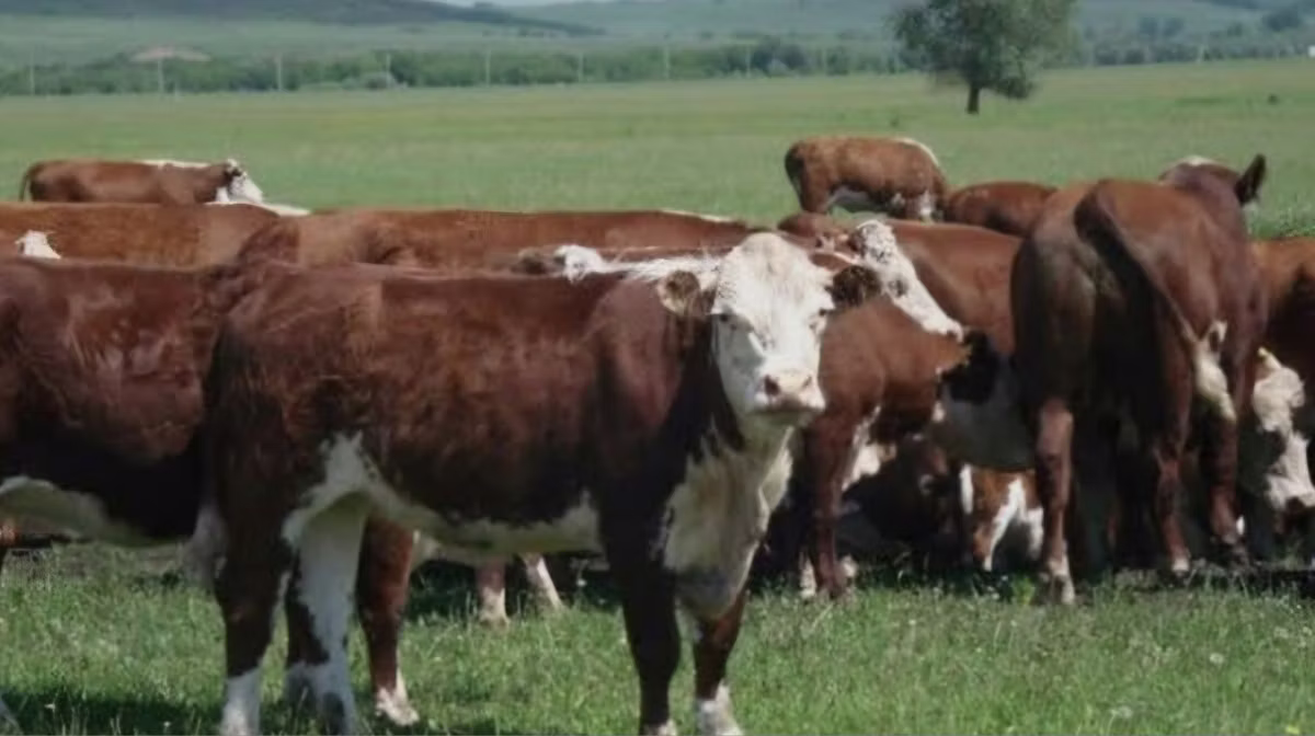 Vaca branca de cabeça kazakh