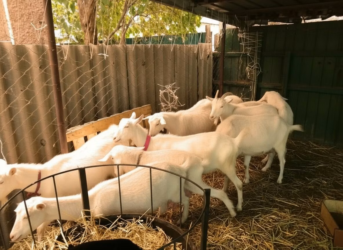 Pomellata goat