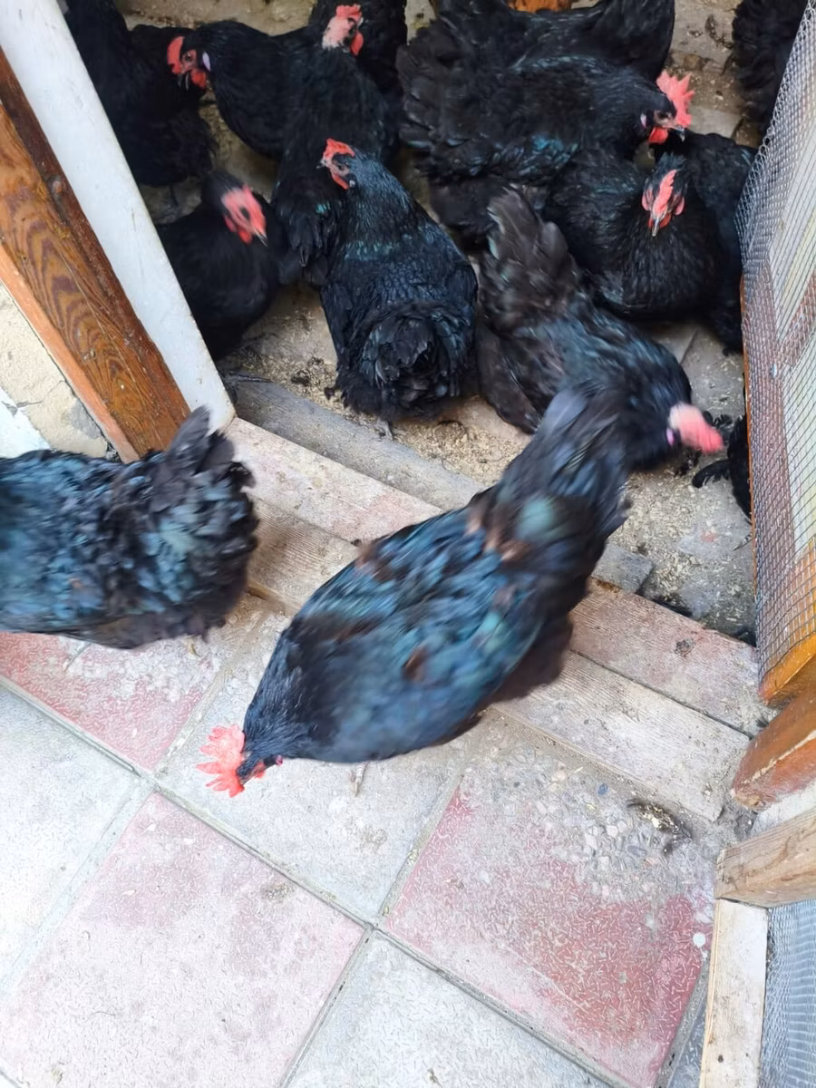 Australorp