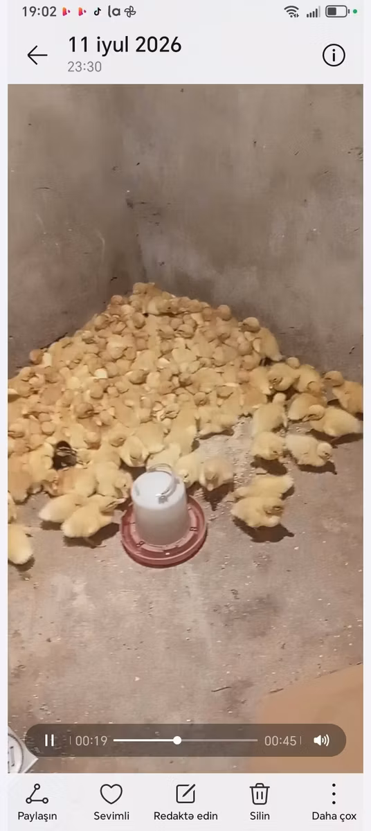 Německý pekin