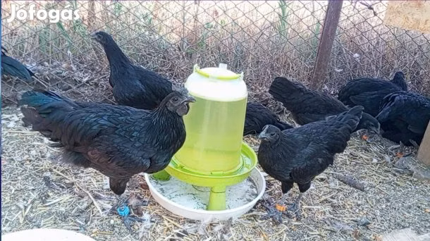 Ayam Cemani