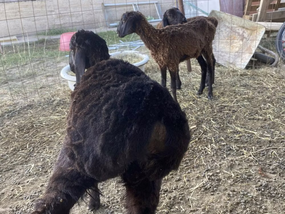 Kazakh fat-tailed coarsewool sheep