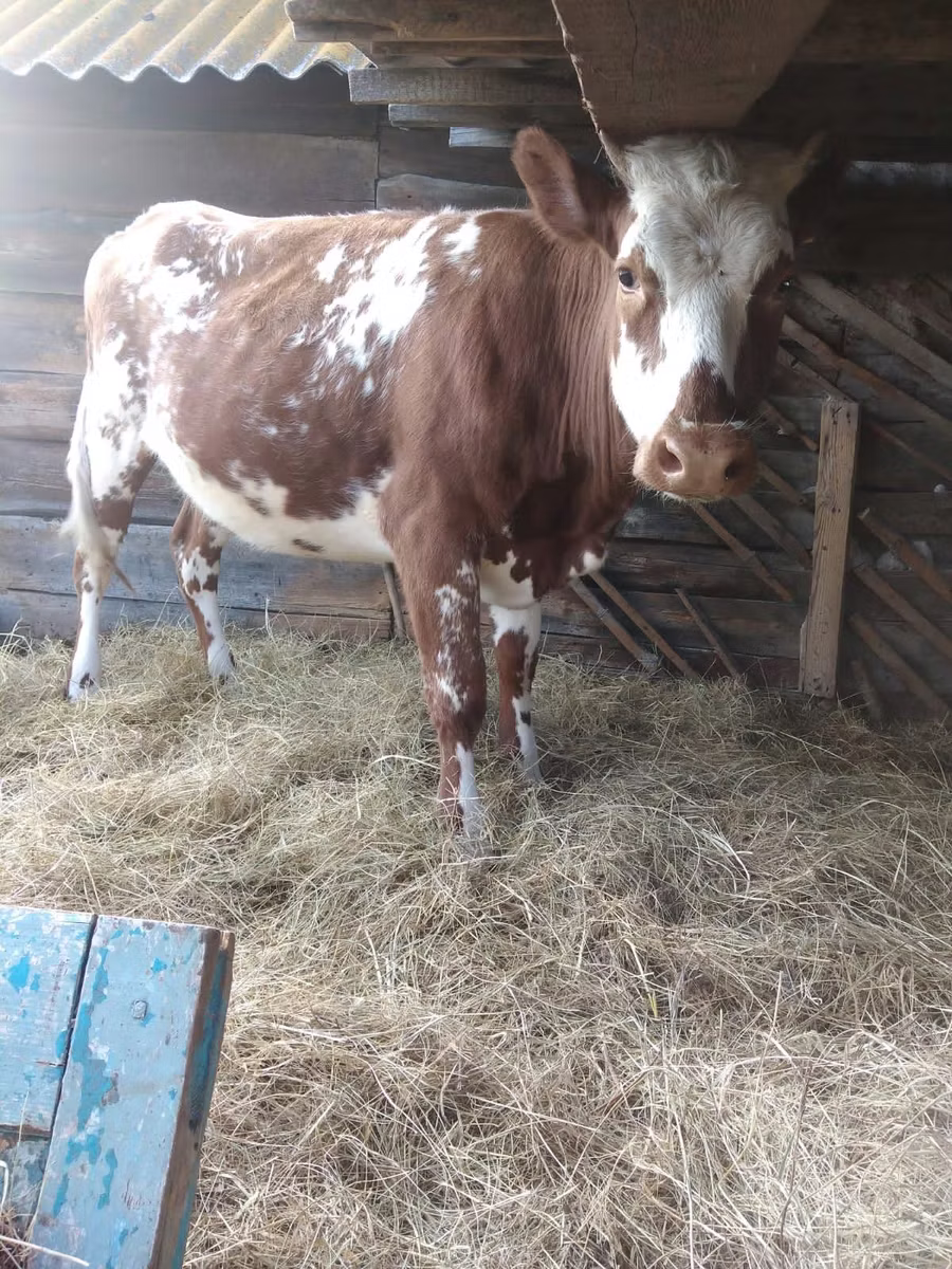 Simmental cattle