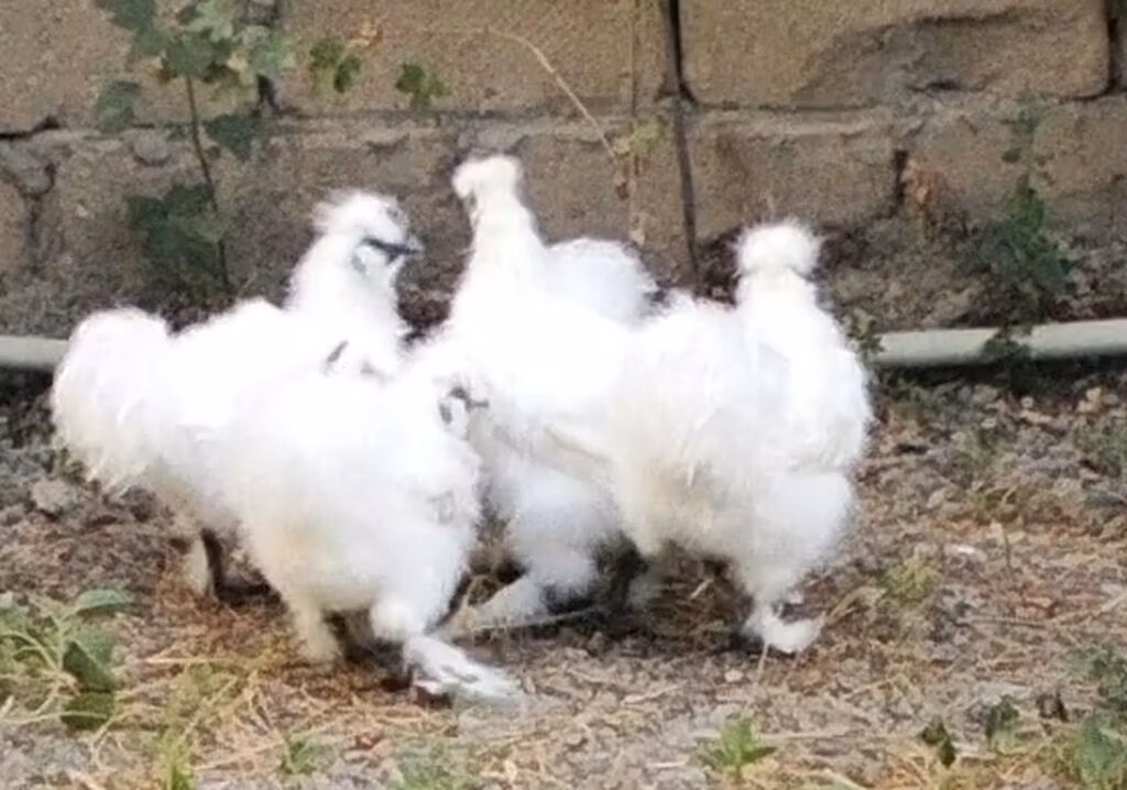 Silkie