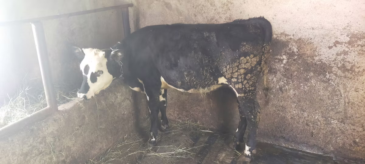Swiss cattle