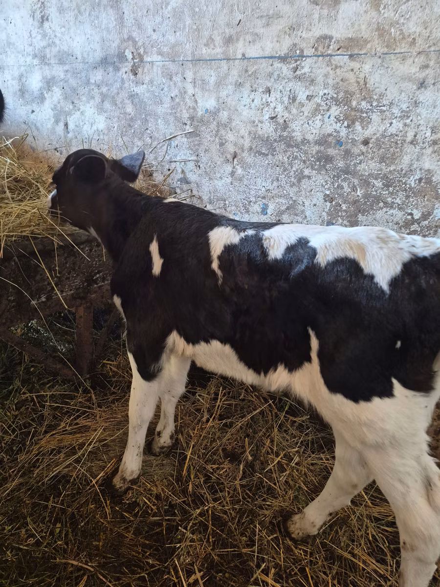 Russian Black pied cattle