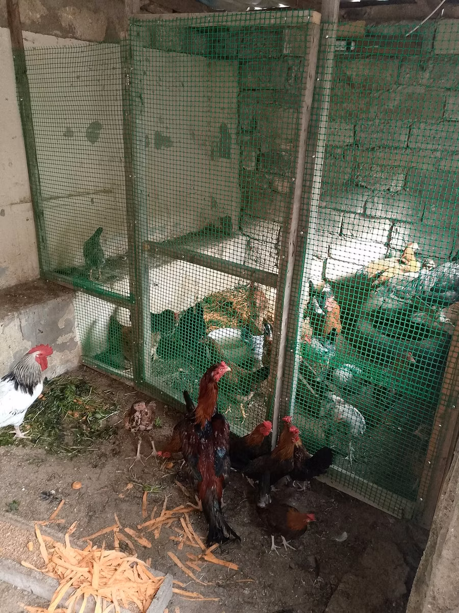 Yapon Bantam