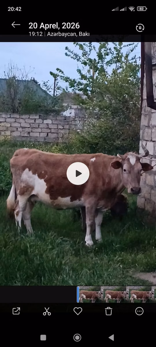 Azərbaycan zebu