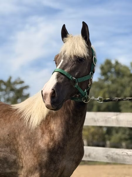 Rocky Mountain Horse