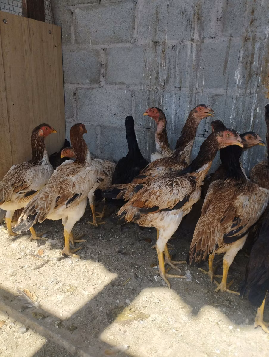 Ayam Cemani