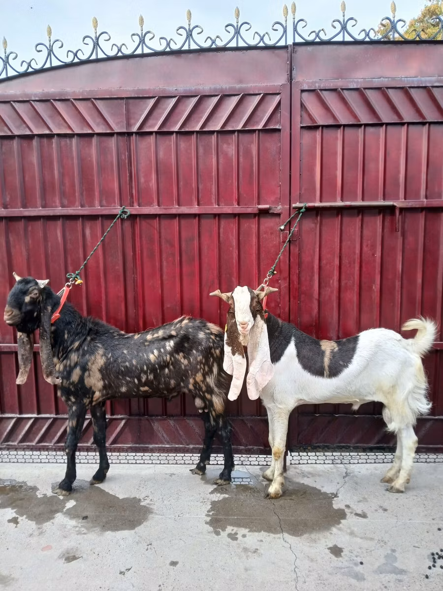 Kamori goats