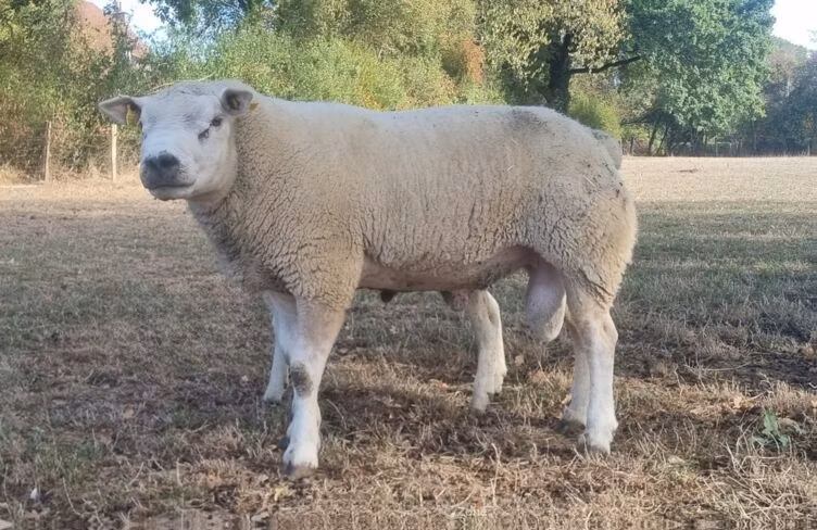 Texel sheep