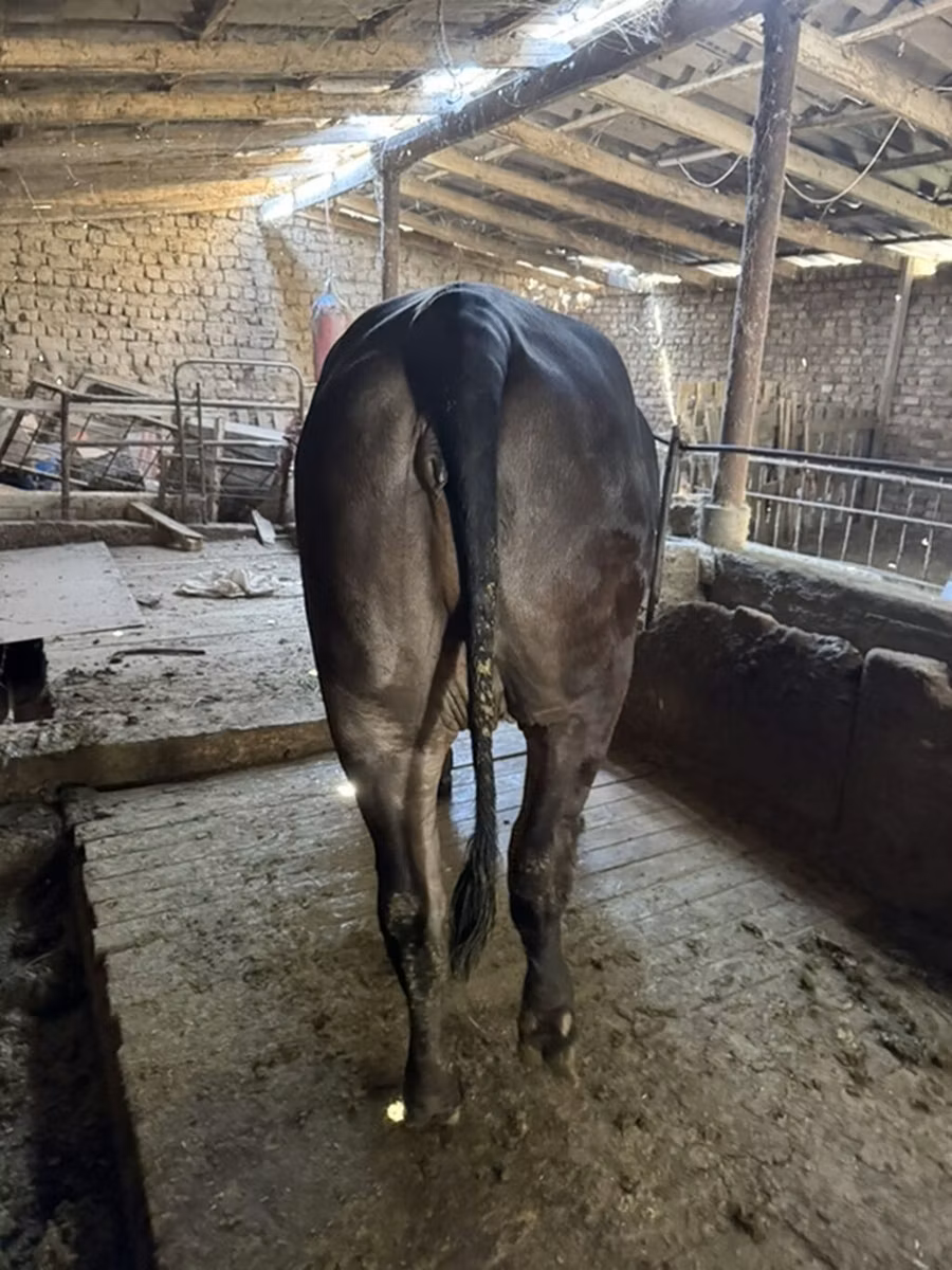 Brahman
