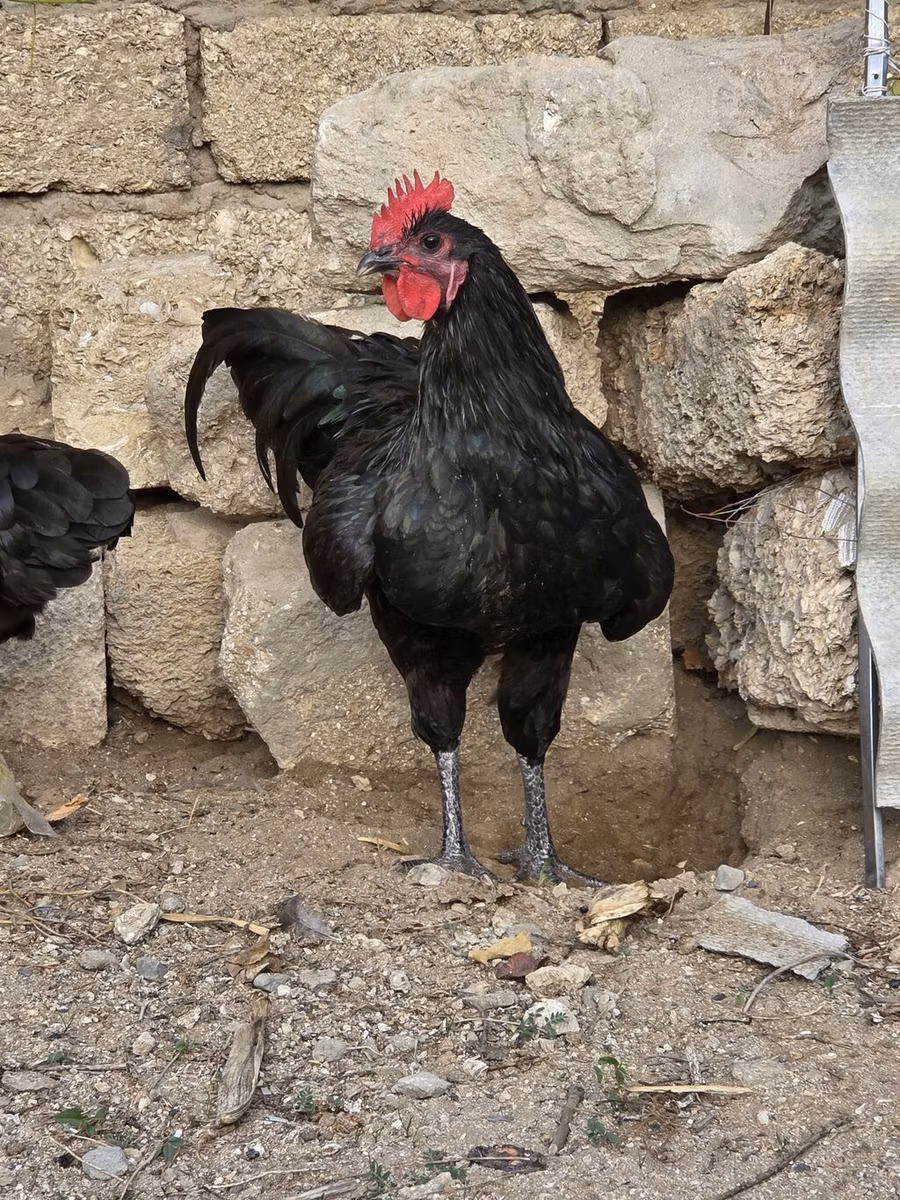 Avstraliya Pit Game quşu