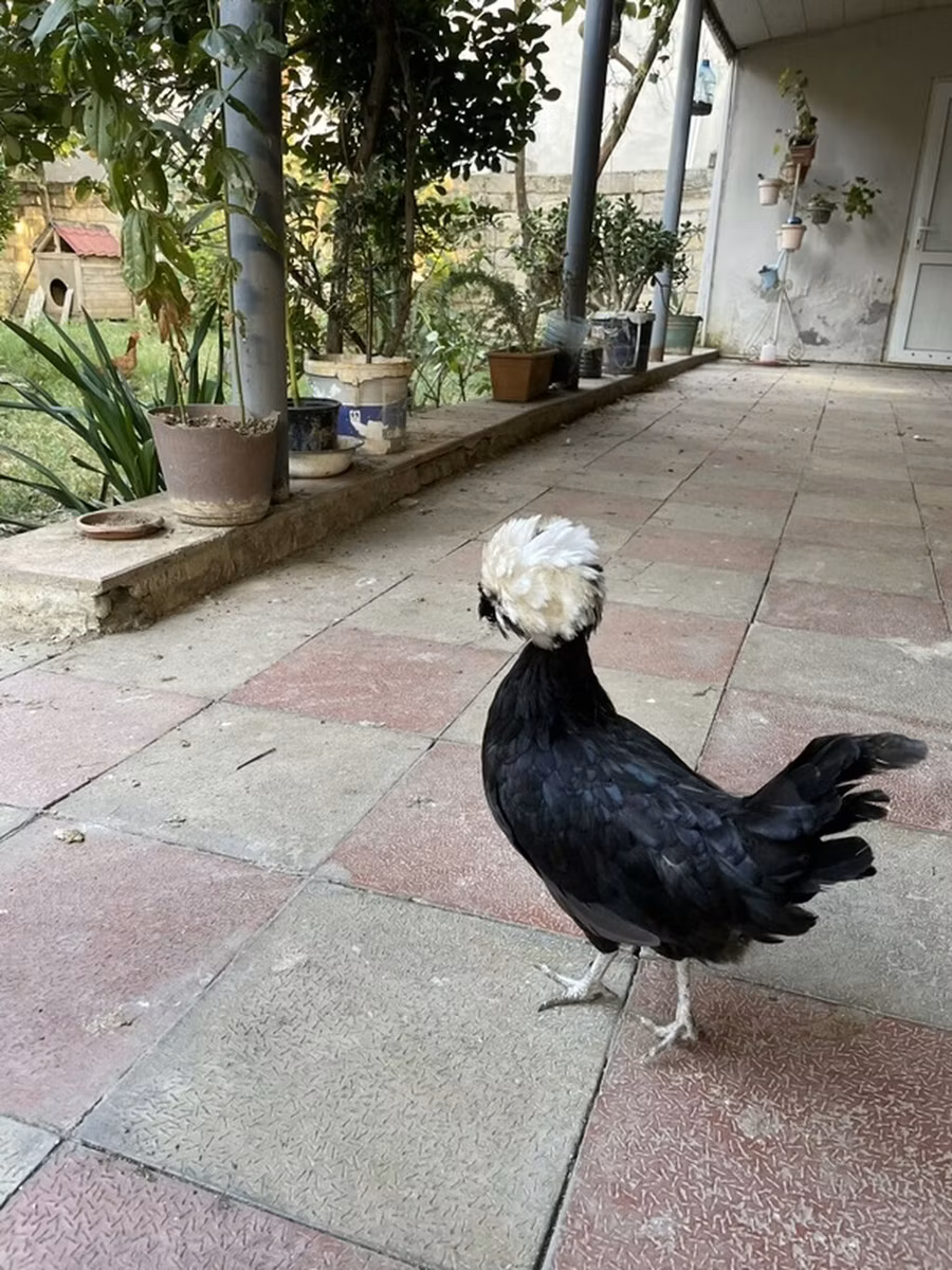 Polyak
