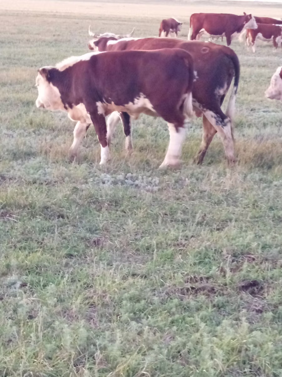 Vaca branca de cabeça kazakh
