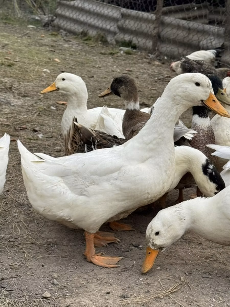 Amerikan Pekin