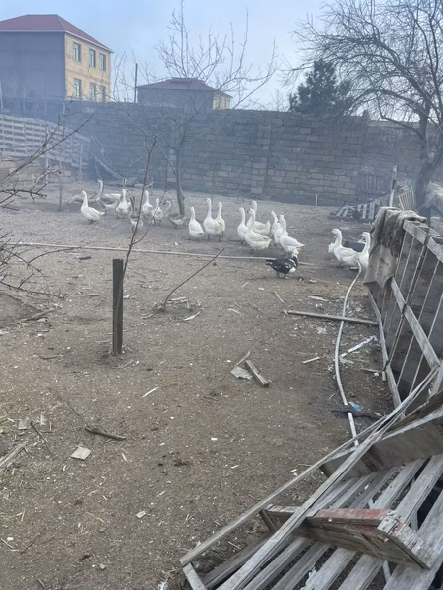 Kuban