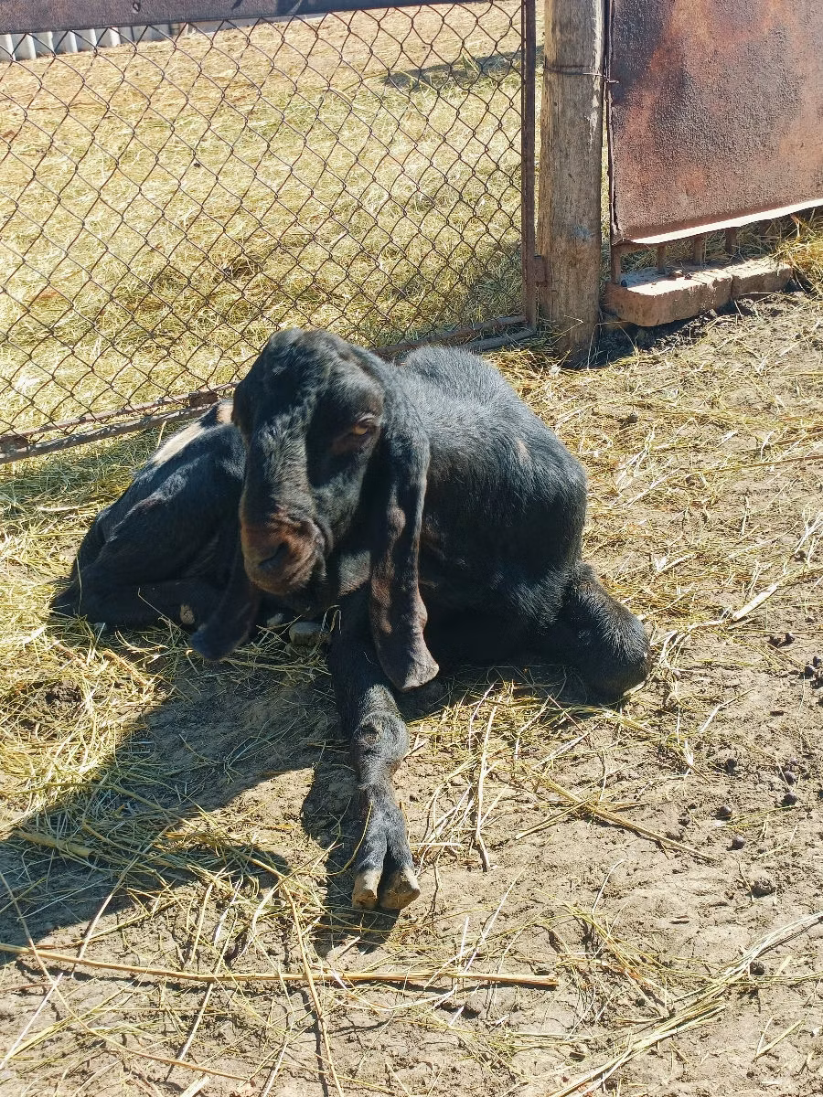 Kamori goats