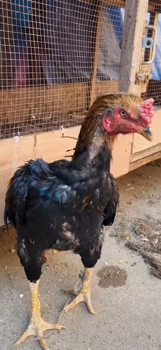 Malay döyüşçü