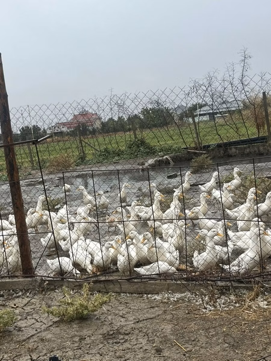 Alman Pekin