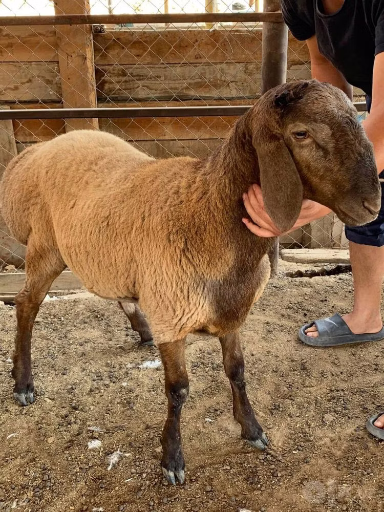 Blackheaded Persian sheep