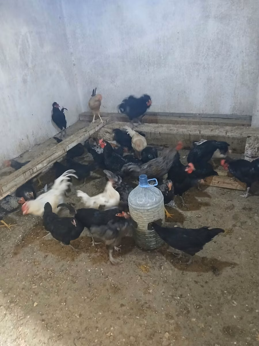 Australorp