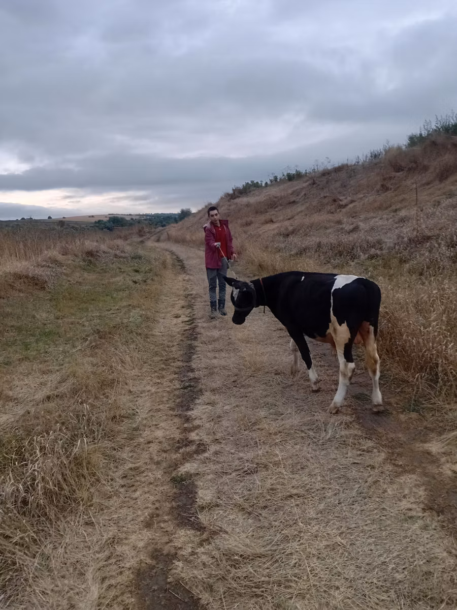 Russian Black pied cattle