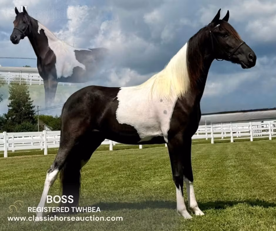 Tennessee Walking Horse