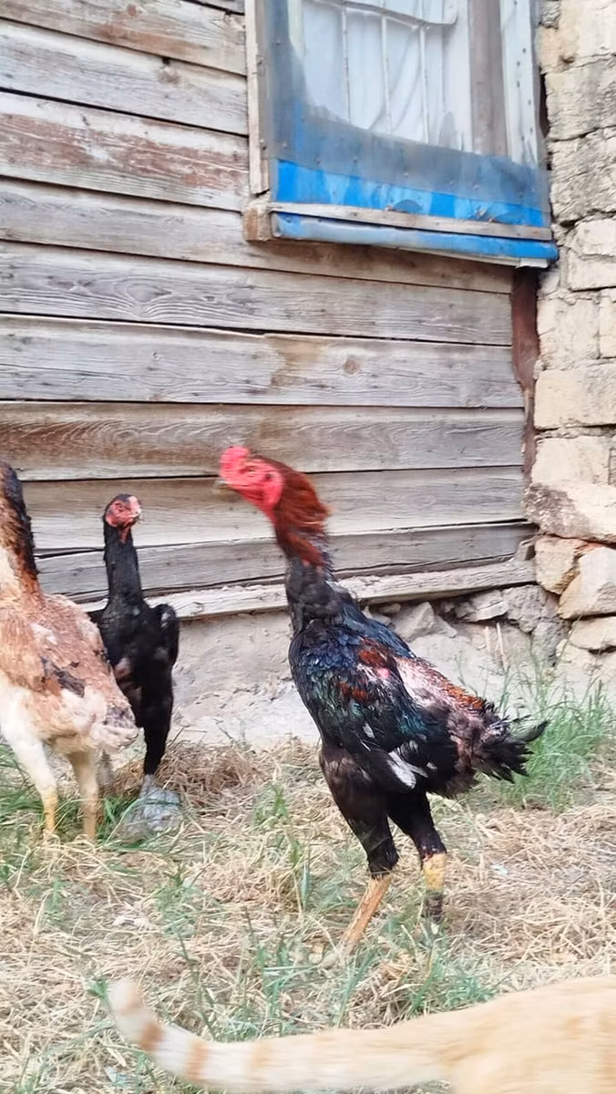 Shamo chickens
